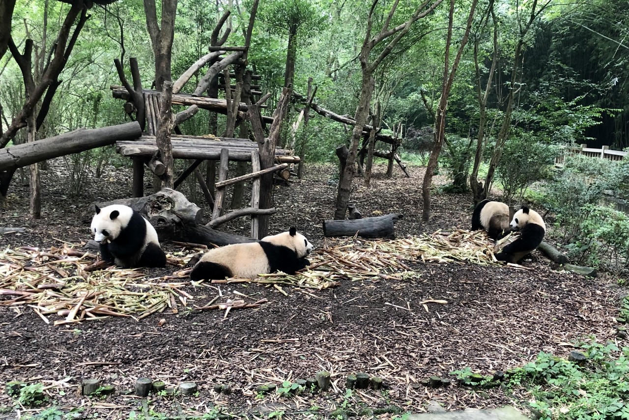 Chengdu Panda Base